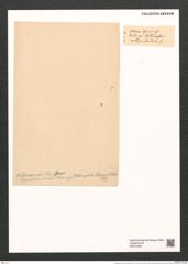 Glyphodesmis wiliamsonii (Greg.) Grun. (de-Toni-Nr.: Genus 81, Species 2888) Zeichnungen Sammlung Grunow (NHMW-BOT-W0374298)